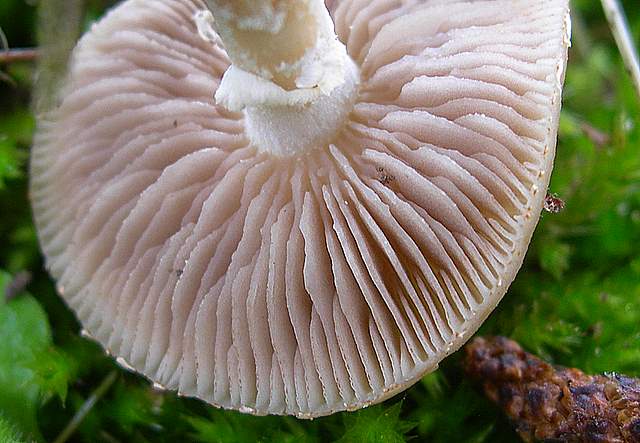 Agrocybe sororia s.l.